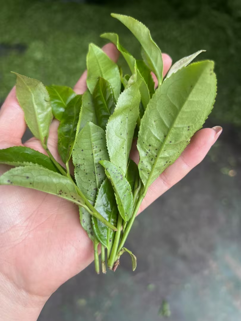 鹤峰茶，世界品。