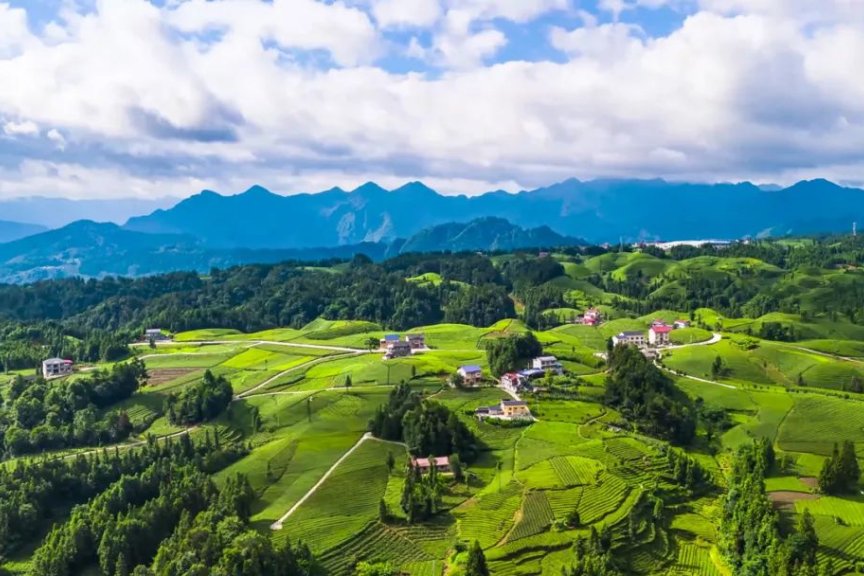 雨后初霁，木耳山茶园只此青绿