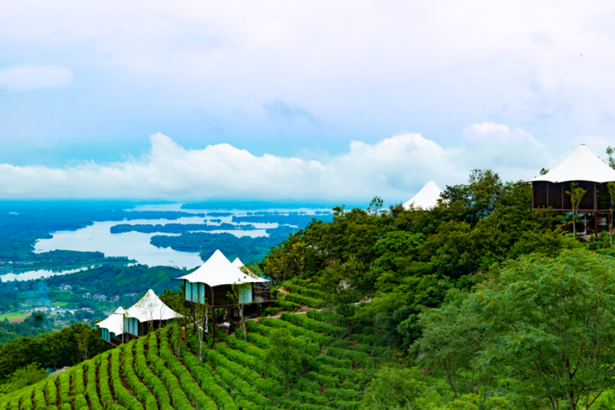 信阳毛尖凭啥冒尖?